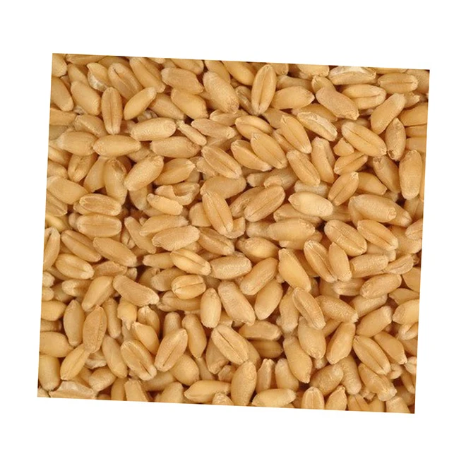 Durum hard wheat grains 100% prices from ukraine for hot saling