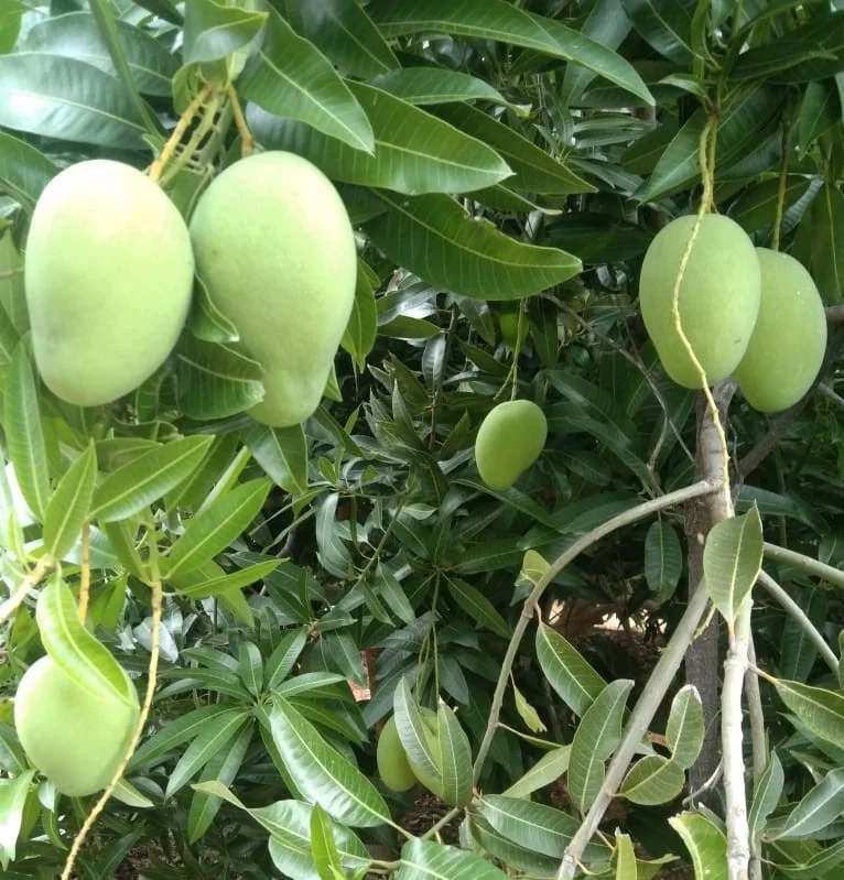 Манго Свежий манго