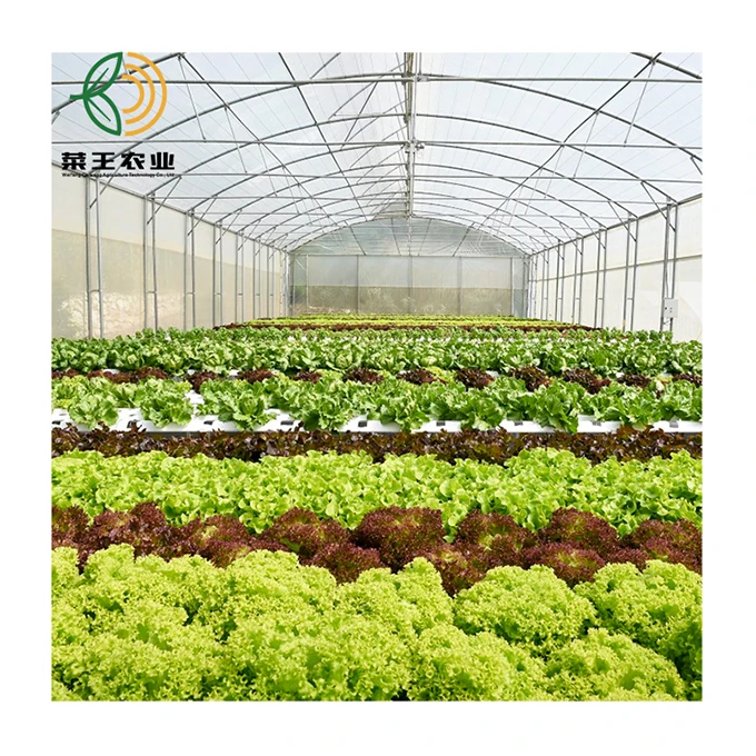 Single span film greenhouse Single-span tunnel garden green house for sale