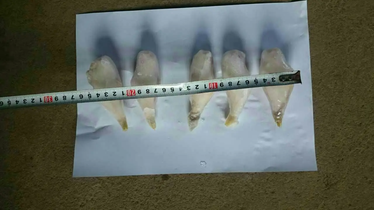 frozen leather jacket fish