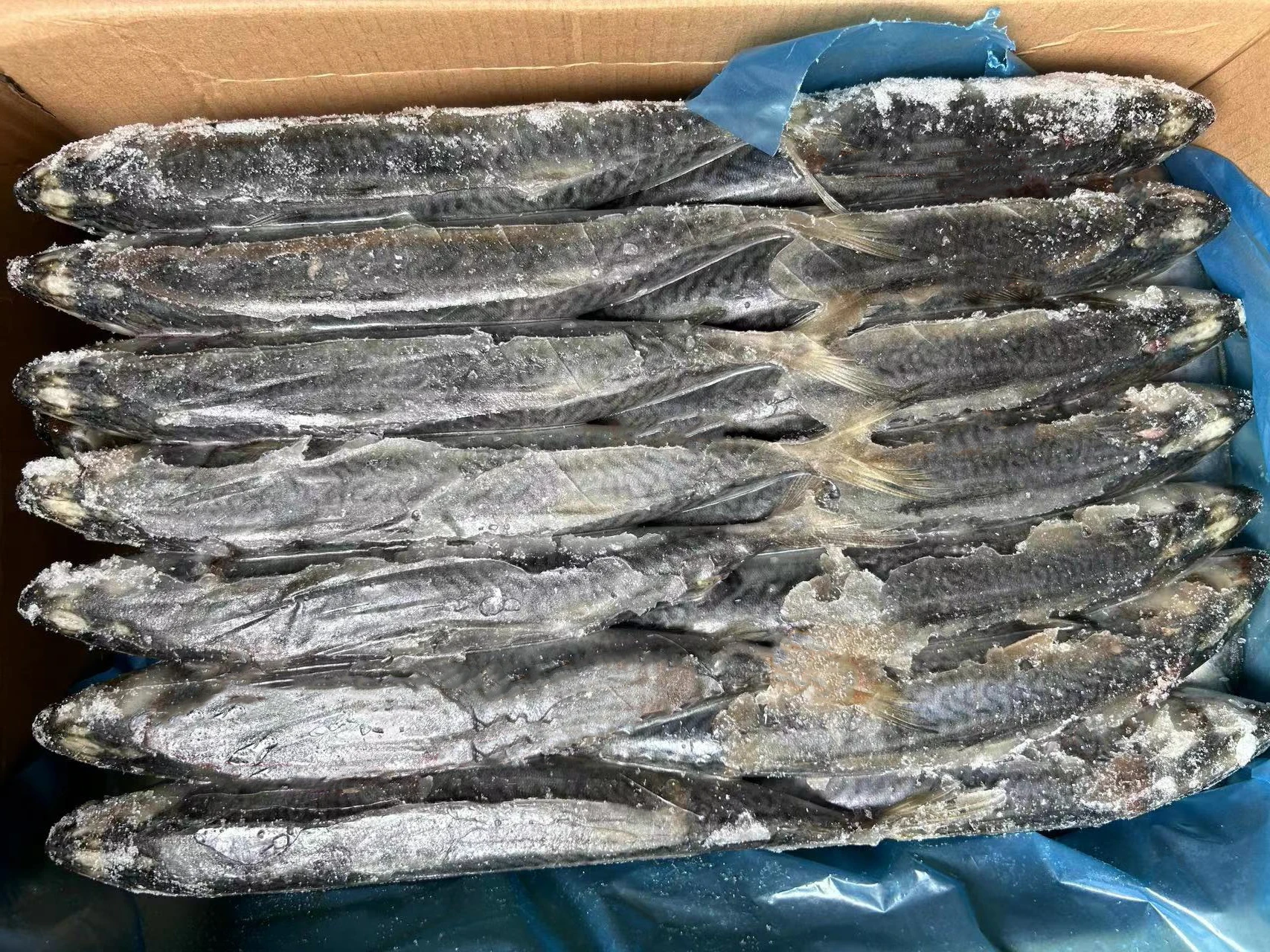 Горячая распродажа свежая замороженная скумбрия IQF Japonicus