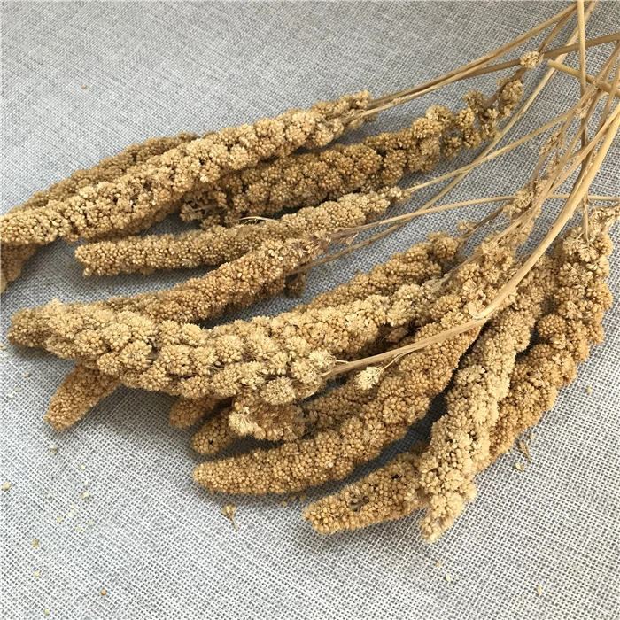 Gu Sui Bulk New Harvest Millet Yellow Bird Food Millets Icker for Birds