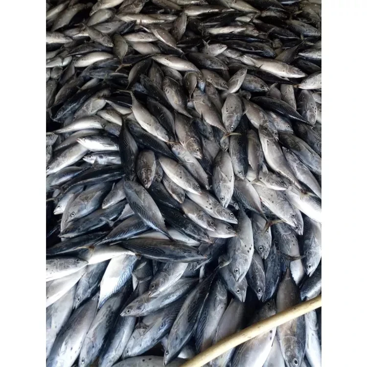 Новое поступление, Лидер продаж, оптовая цена, хорошее качество, замороженная круглая Бонито для консервов