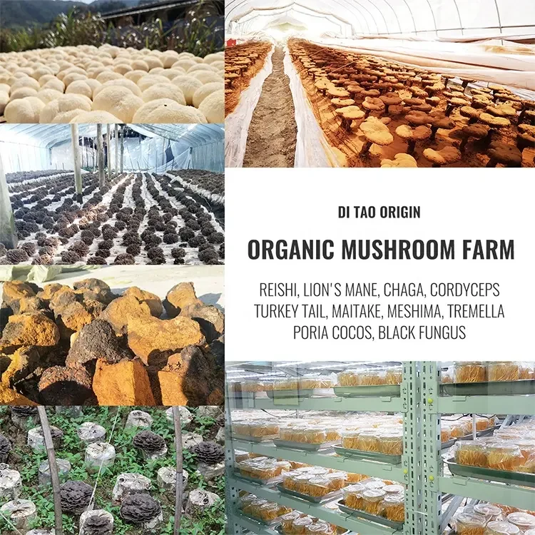 Cordyceps Militaris Extract Powder 0.3%cordycepin Quality Cordyceps Militaris Extract 3%cordycepin Chinese 1Kg Cordyceps Powder