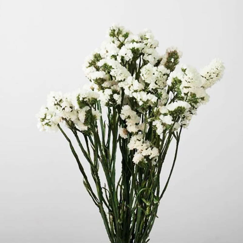 
hot sale 2020 Natural preserved flower Forget Me not Dried Myosotis Flower For Girlfriend Eternal flower 