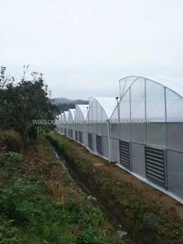 multi span plastic agricultural greenhouse with hydroponic system wide span greenhouse for strawberry growing