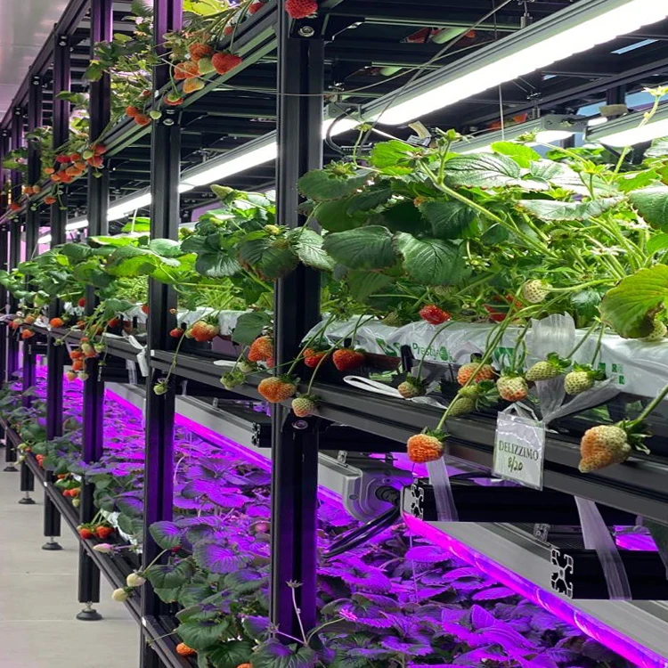 IR UV Commercial Strawberry Plant Light Succulent Venus flytrap Cultivation Growth Light  vertical farming grow light