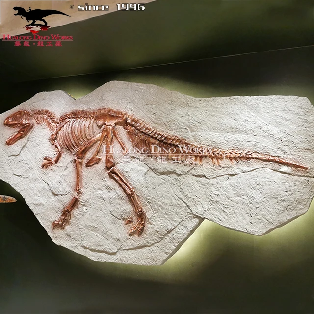 Customized Museum Fiberglass Dinosaur Skeleton Artificial Dinosaur Fossils for Sale