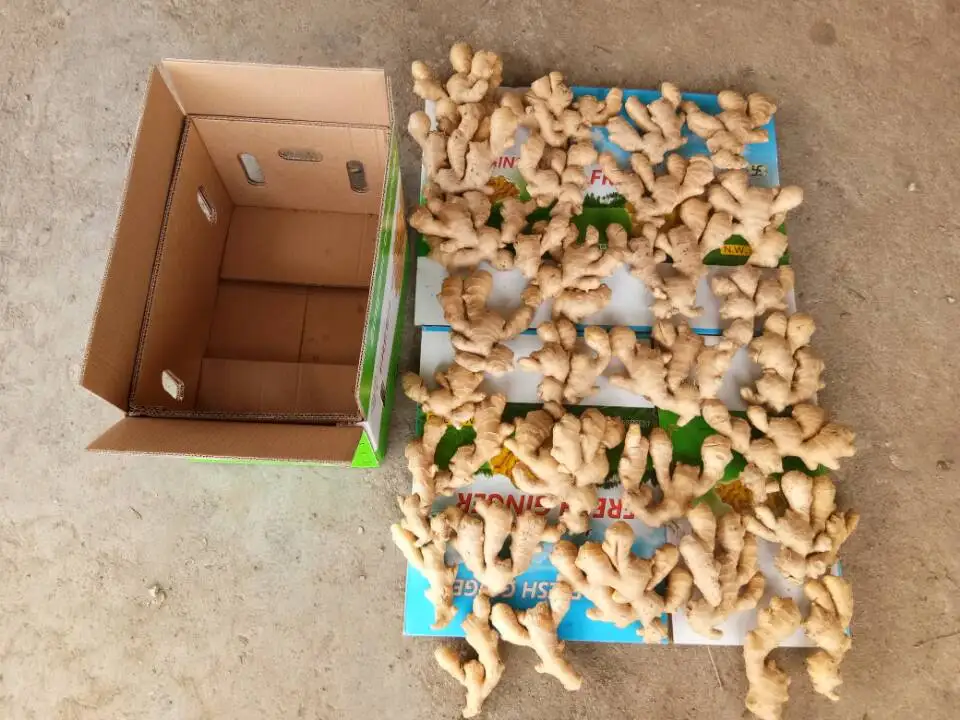 2021 new crop Air Dry Ginger exporter to  Europe/Russia