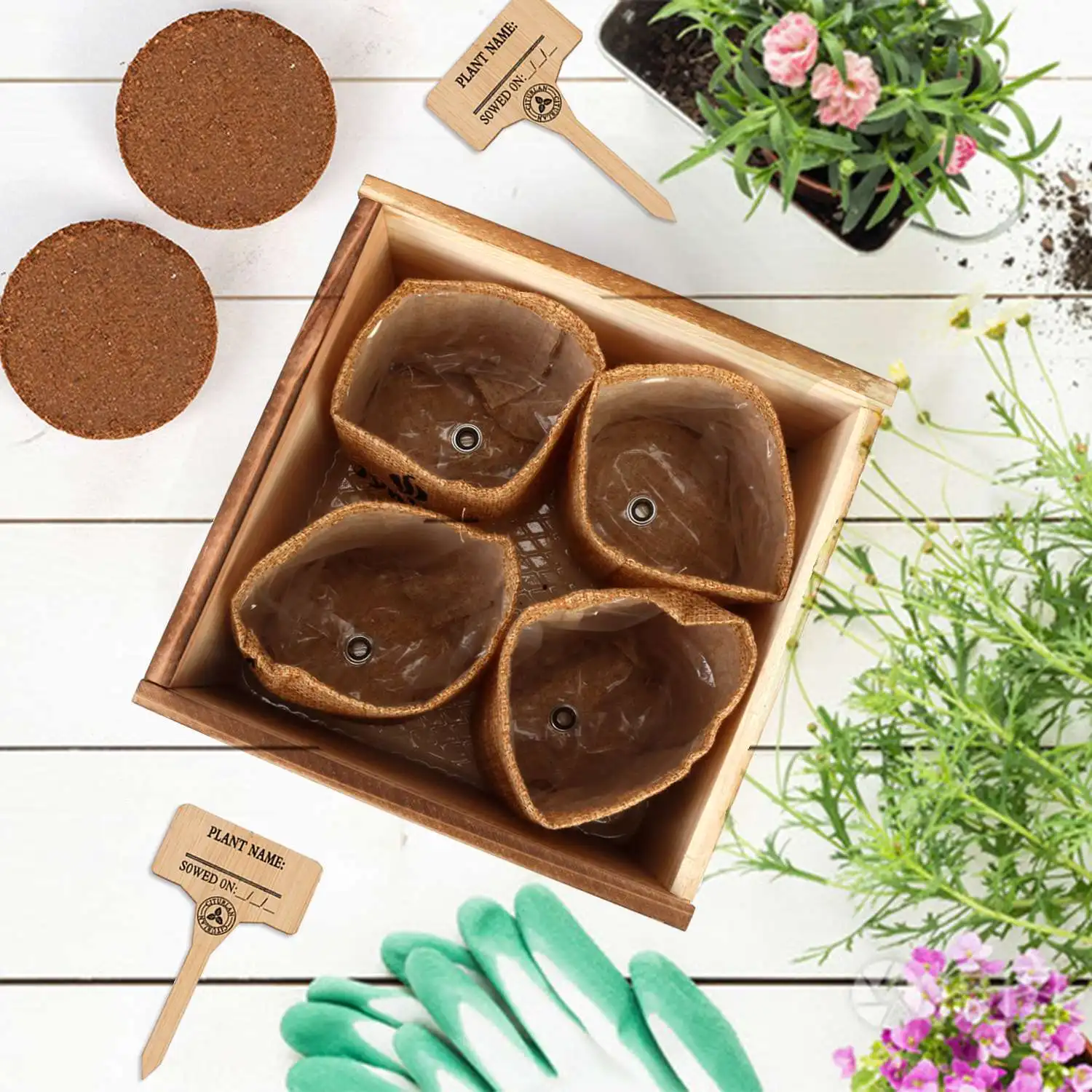  Лидер продаж стартовый набор семян Podocarpus Macrophyllus для украшения