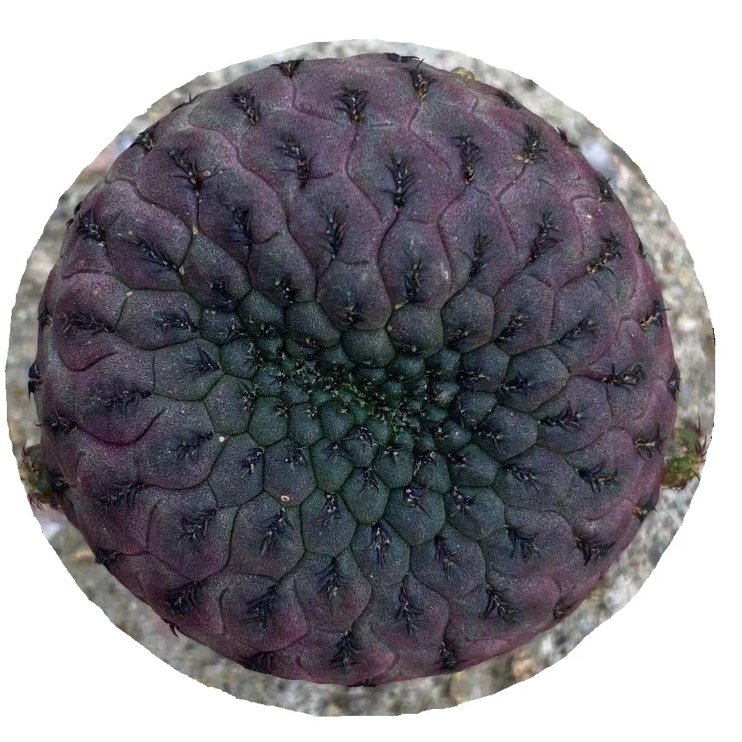 wholesale cactus  natural plants bonsai for indoor decoration Sulcorebutia rauschii G. Franck