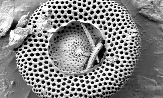 Flux-calcined Diatomite filter aid for food industry filtration