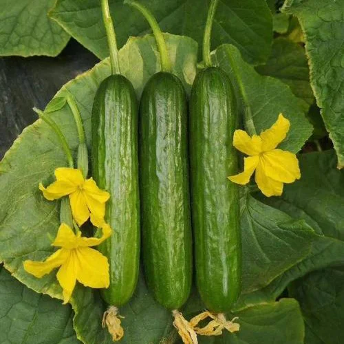 JCU10 Huamei multi fuits high yield hybrid chinese cucumber seeds f1