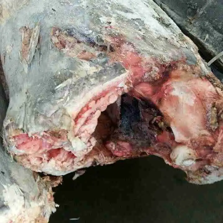 Frozen Blue Marlin frozen fish Marlin