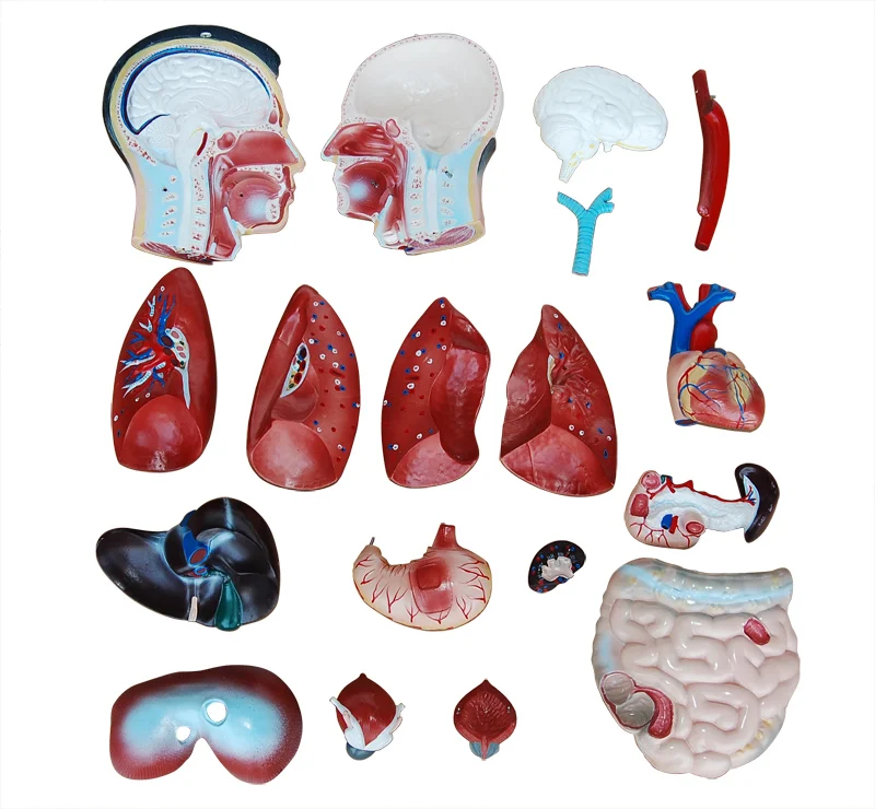 201 Medical educational Half-body PVC plastic Human torso model(85CM)