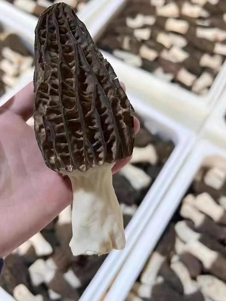 China Export 100% original yunnan Wild Moral Mushroom