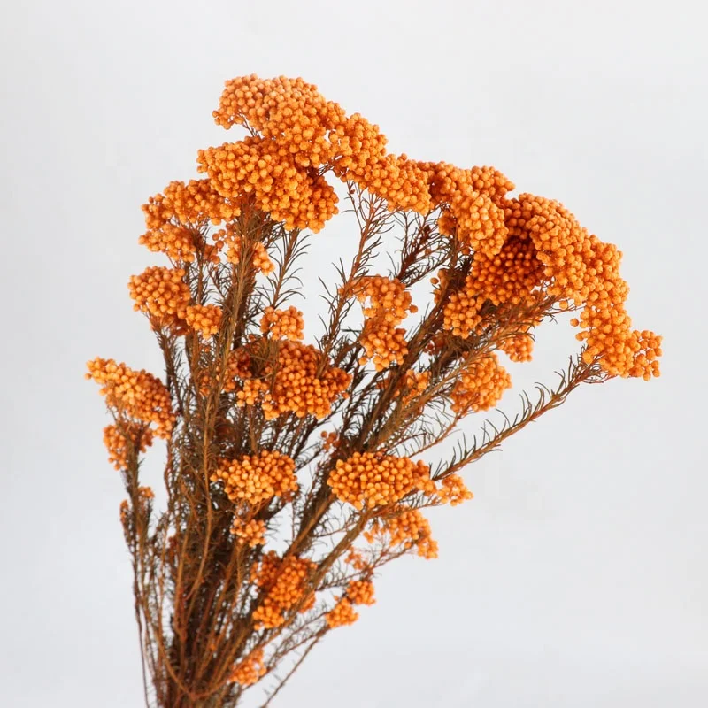 Wholesale Popular Everlasting Stained Rice Flower Millet Mi Flower For Wedding Decoration Desk Display  baby pampas asparagus