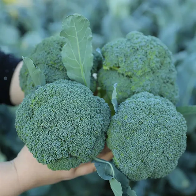 High Quality Fresh Cheap Prices Organic Green Broccoli For Sale