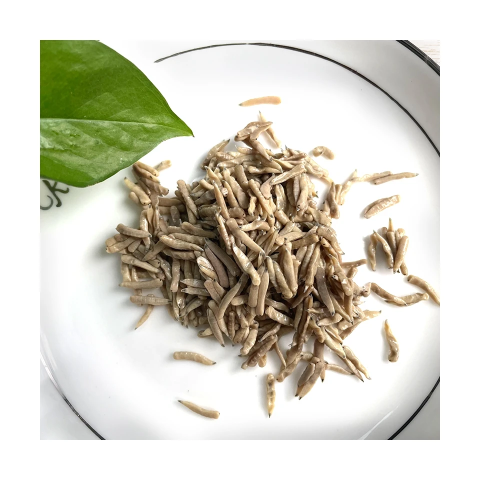 
Best Selling Pet Food Insects Bulk Edible Insects Eco Fresh Riceworm 