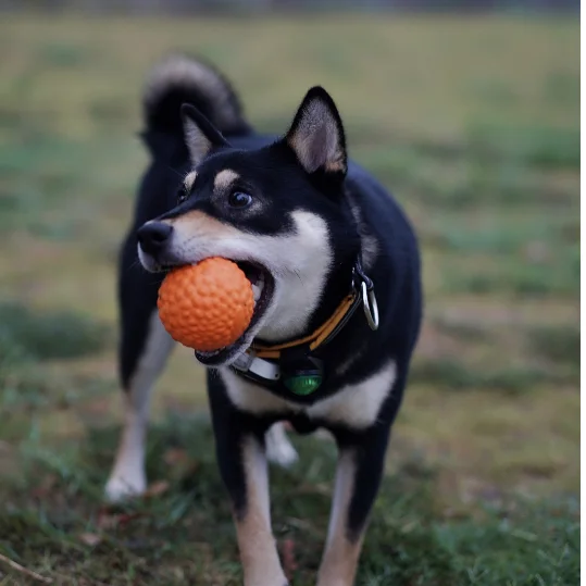 LaRoo Dog Balls Toys for Aggressive Chewers Fetch Balls for Large Dogs Indestructible,Durable Floating Lightweight for dog fetch