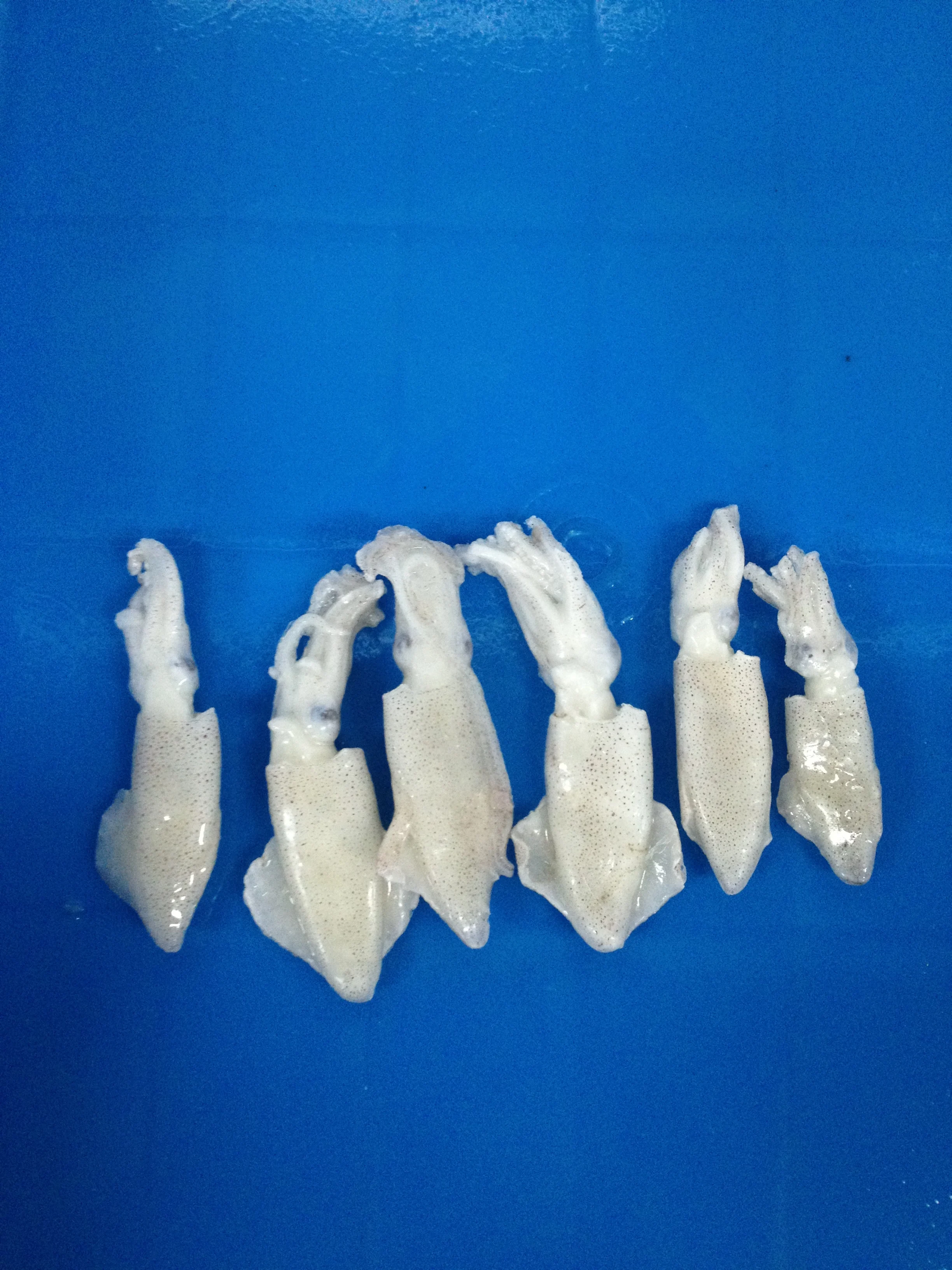 Wholesale factory price Natural Nutrition Delicious Frozen Baby Squid