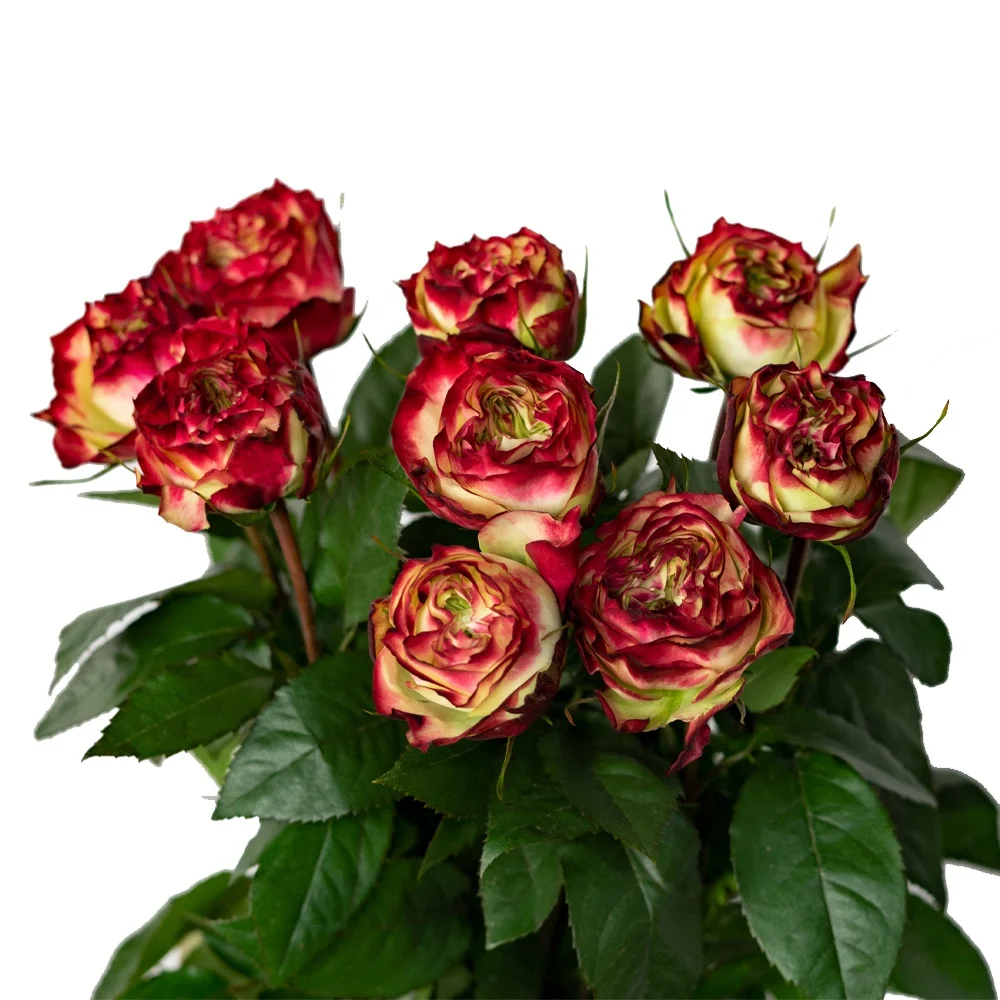 Competitive Price Long Stem Natural Bulk Fresh Cut Flowers Roses for Wedding Decoration