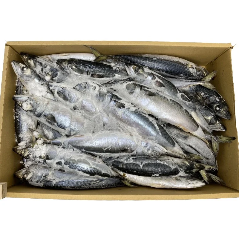 Mackerel Pacific Mackerel Frozen BQF fish