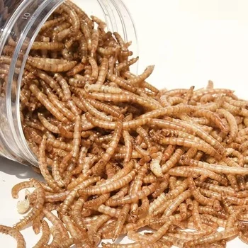 Dried mealworms with high nutrition top grade fish food
