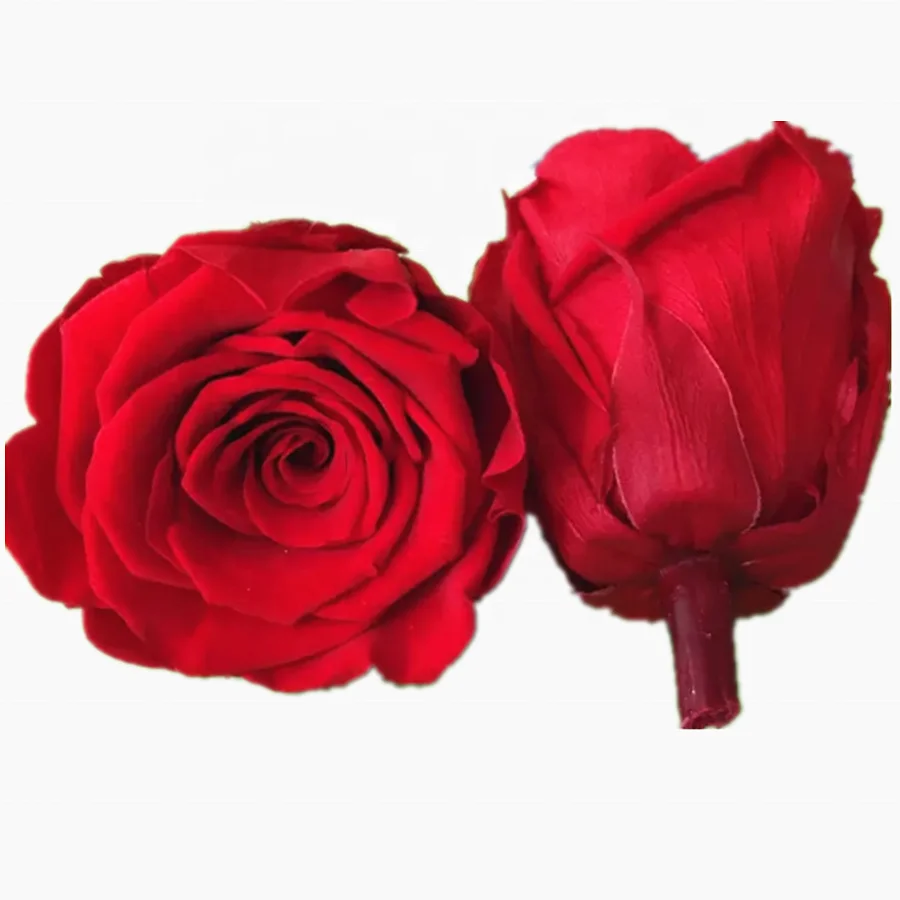 Factory supply fresh cut flower preserved rose head long lasting rose flower