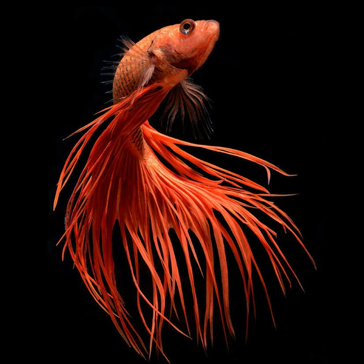 Handmade Crafts Diamond Painting DIY Full Drill Peacock Digital Painting by Numbers Private Gift Painted by Digital Art Pictures