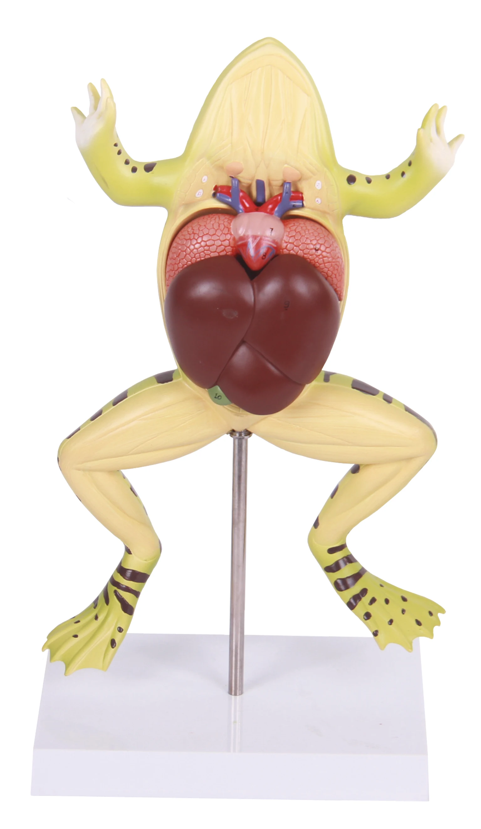 frog anatomical model anatomy models of animals