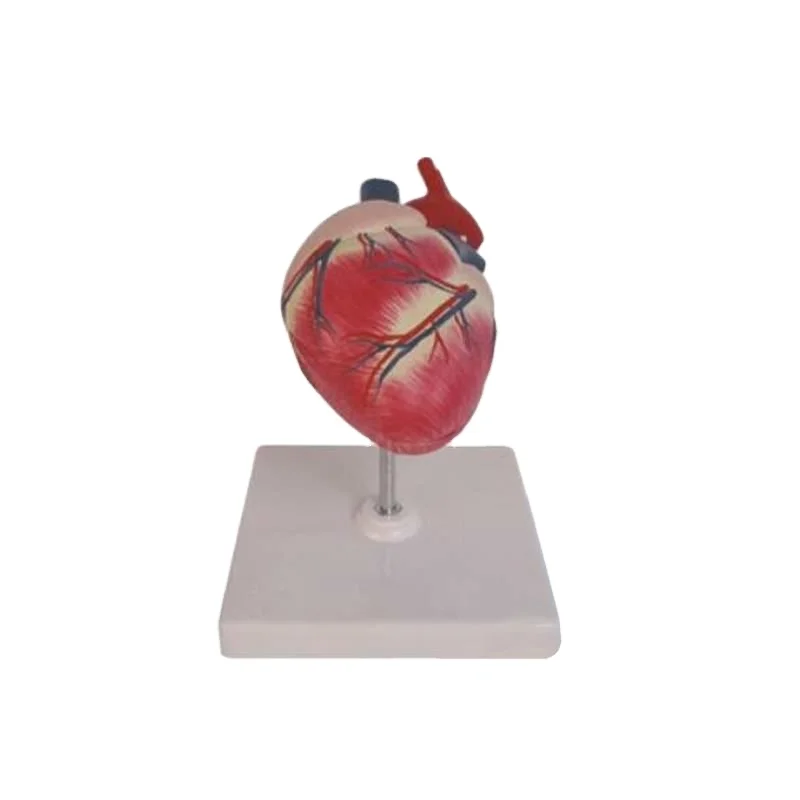 Factory price Nature Size Dog Heart Anatomical Medical training animal 3d model
