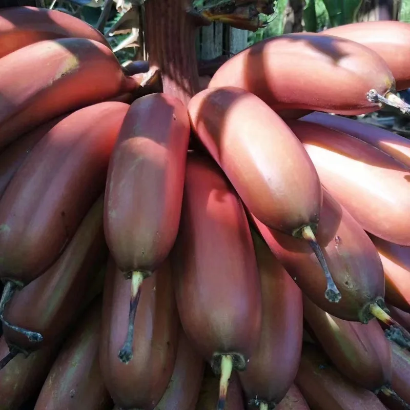 Fitness Red Beauty Banana Fire Dragon Banana Season Fresh Fruit Sweet Red Banana