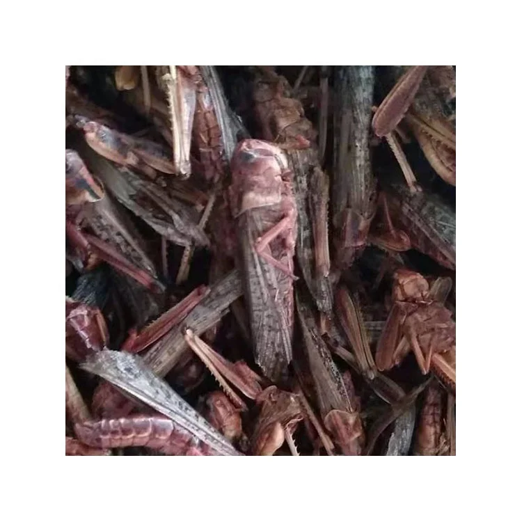 Edible Insect For Bird Microwave Dried Locusts Mealworms