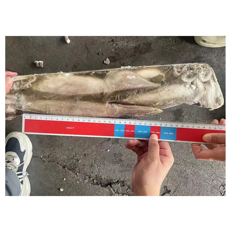 New Arrival Sea Frozen Whole Squid 400-600g Frozen Illex Argentina Squid