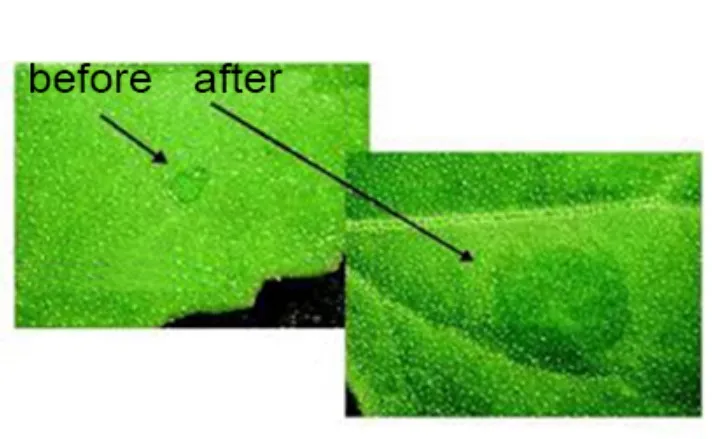 Silicone Nonionic Surfactant Surface Active Agent