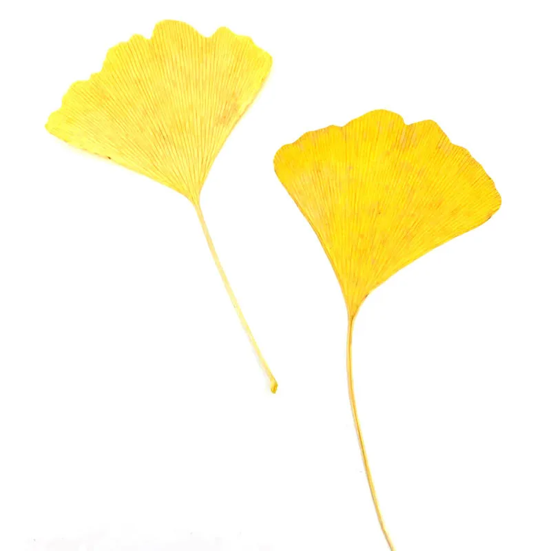 Yellow Ginkgo Leaf Scrapbooking Epoxy Resin Natural Plant Eco-friendly Real Pressed Flower
