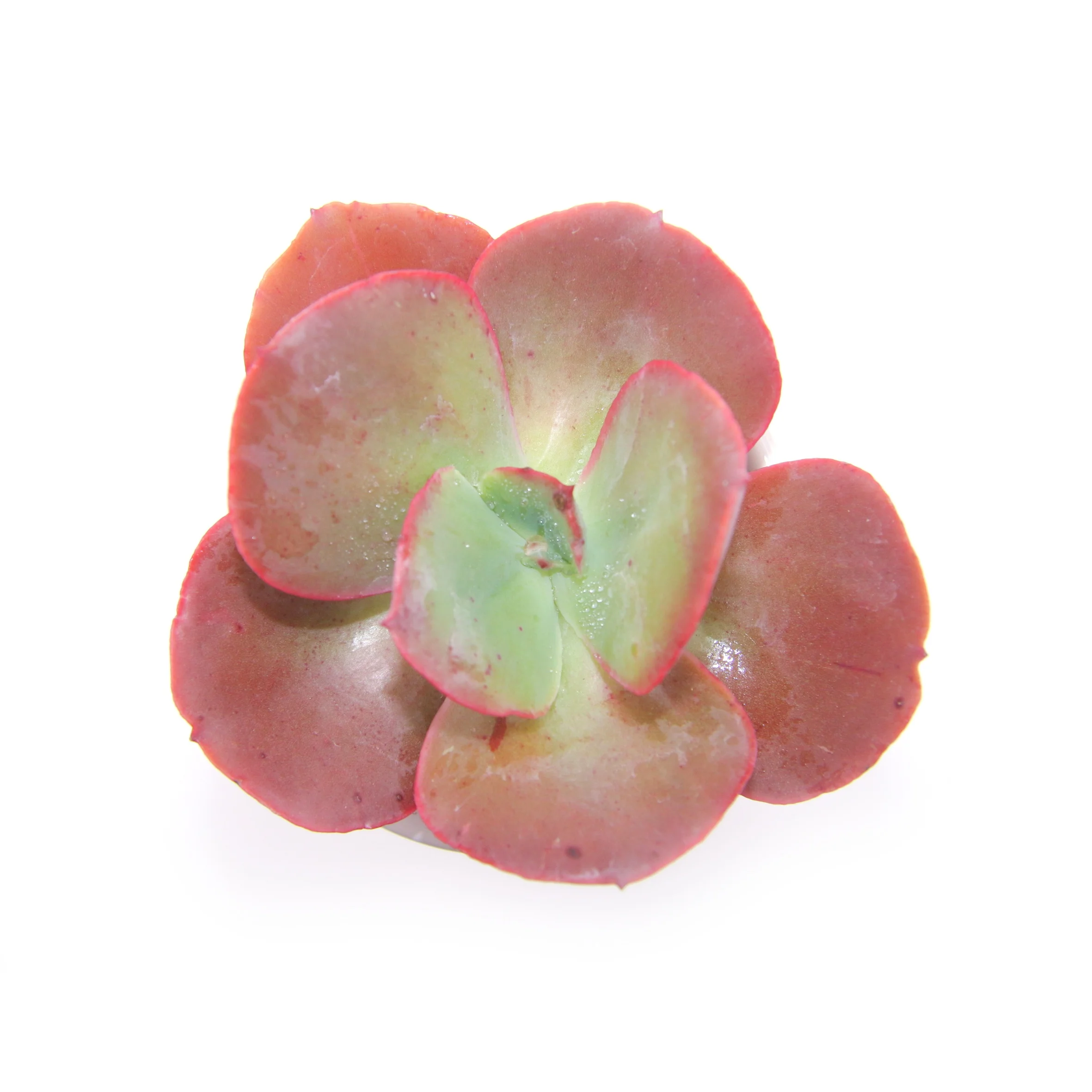 
factory direct sale red color succulent plant Echeveria Suyon for festival gift 