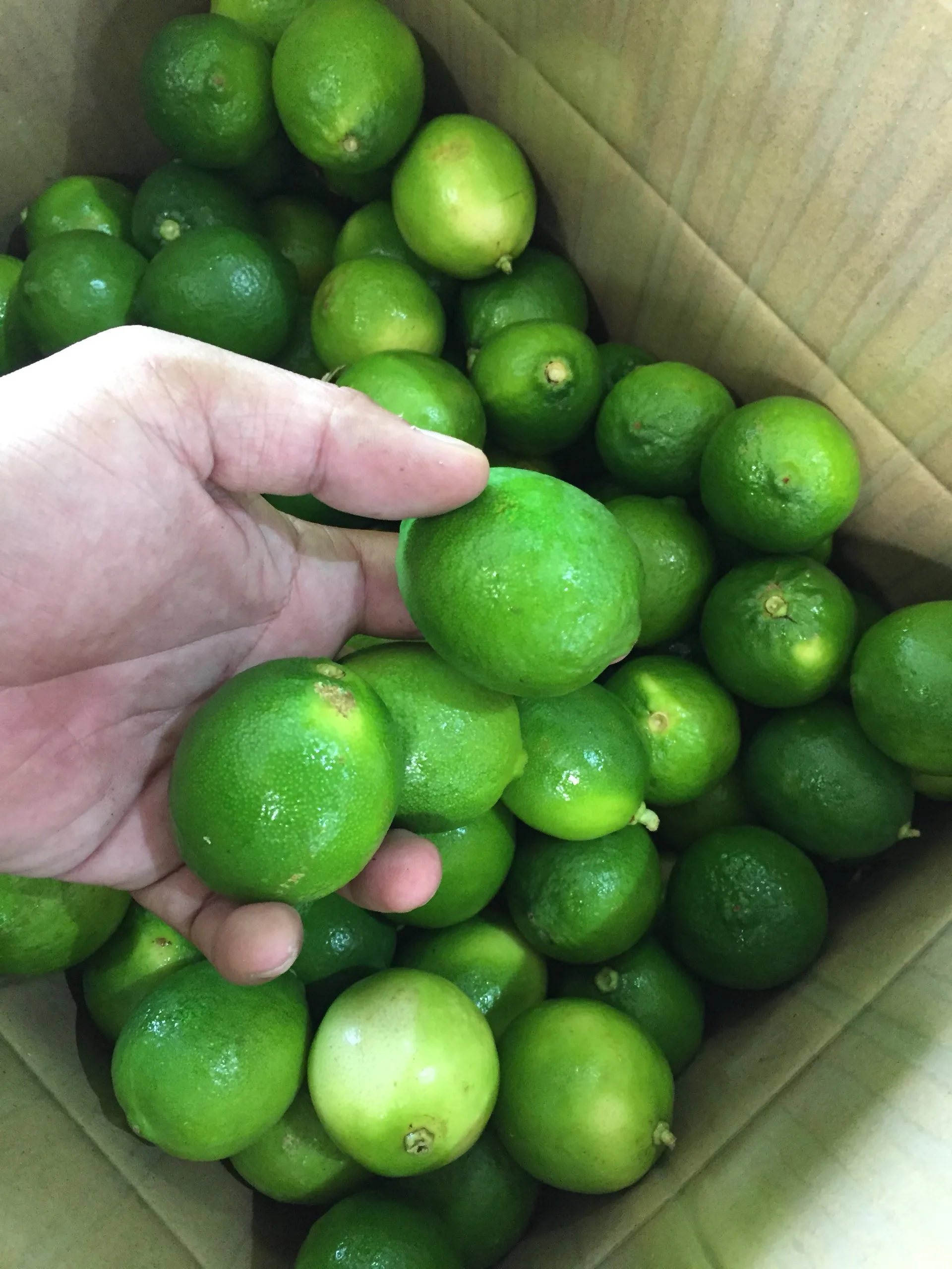 Новое поступление, 2023, высокое качество, от Viet Nam, свежий лайм, лимон, свежие фрукты, по заводской цене, готовы к отправке