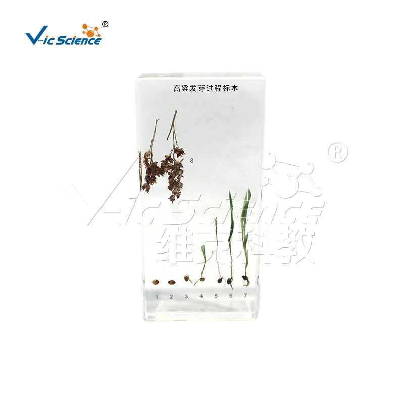 sorghum germination process specimen teaching specimens plant specimen teaching equipment for primary and secondary schools