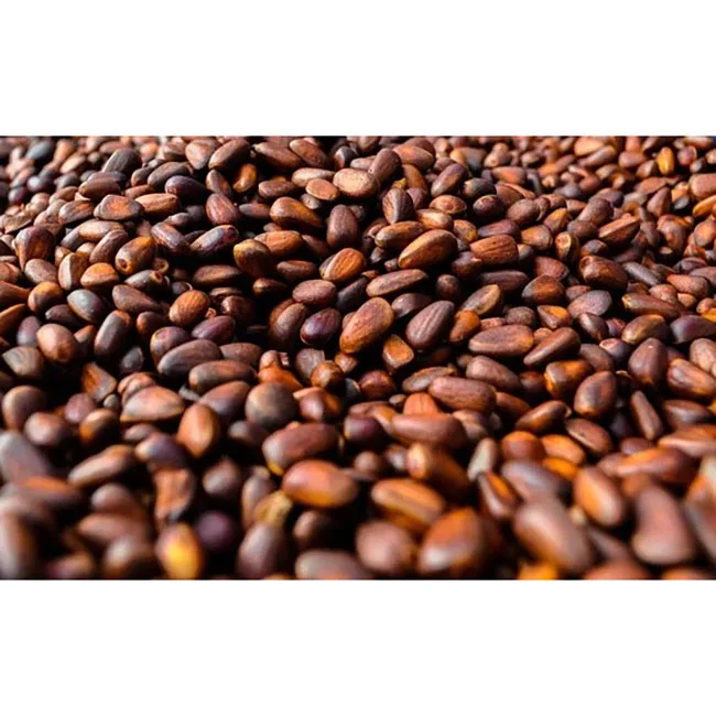South Africa delicious high quality nature pine nuts with shell