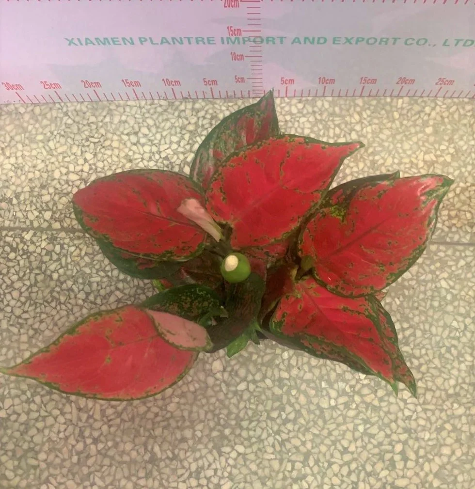 
Low price wholesale Aglaonema super red beauty ornamental live foliage woody plants real indoor bonsai 