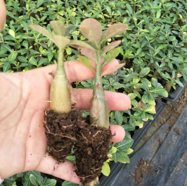 
Wholesale desert rose flower seedlings 