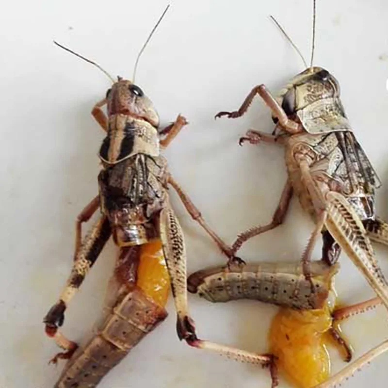 
Factory Sell organic animal feed natural dried grasshopper 
