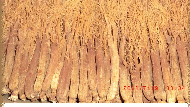 
Korean RED GINSENG Root WITH TAILS 