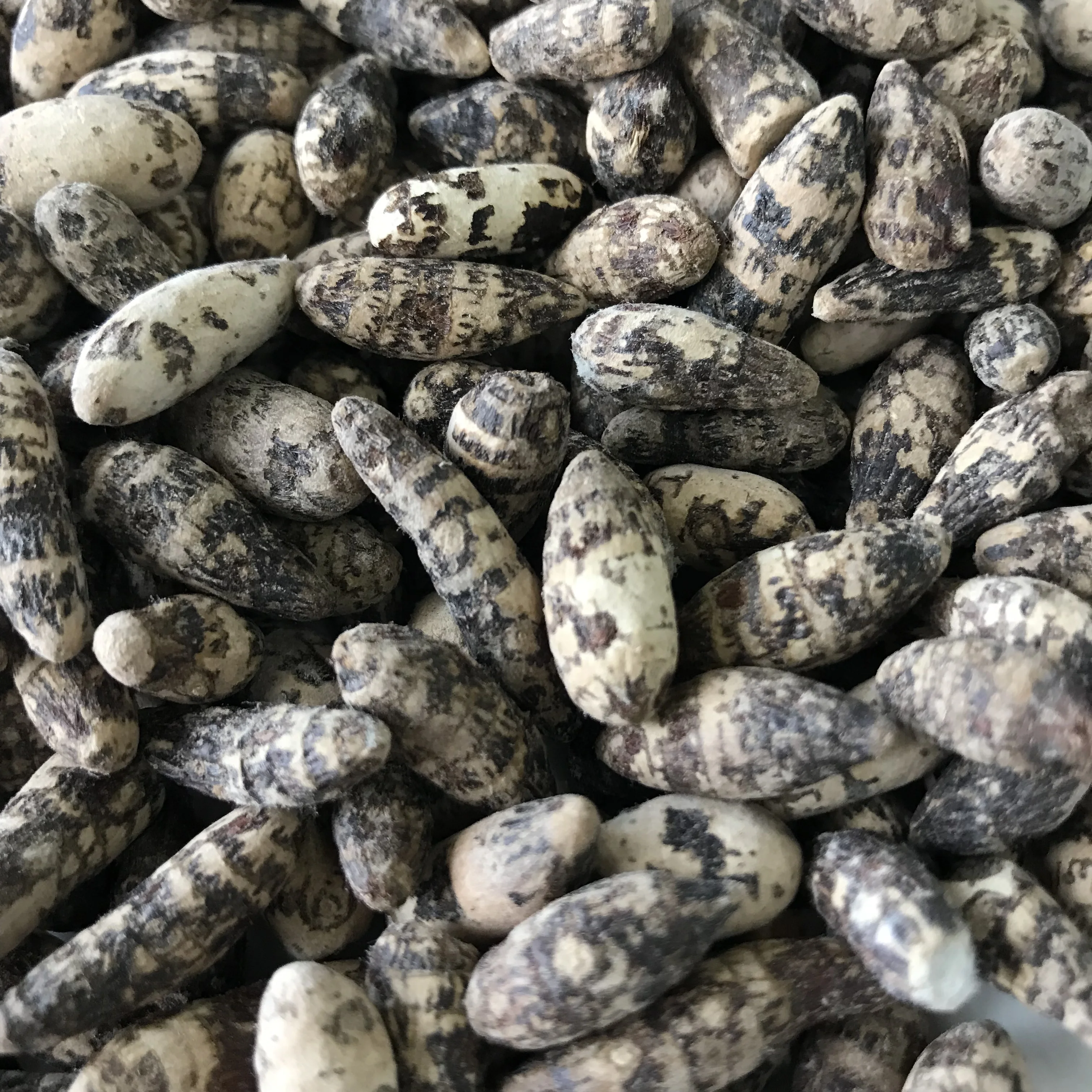 Chinese Herb Xiang Fu Nutgrass Galingale Rhizome  Cyperi Rhizoma Extract Raw Material