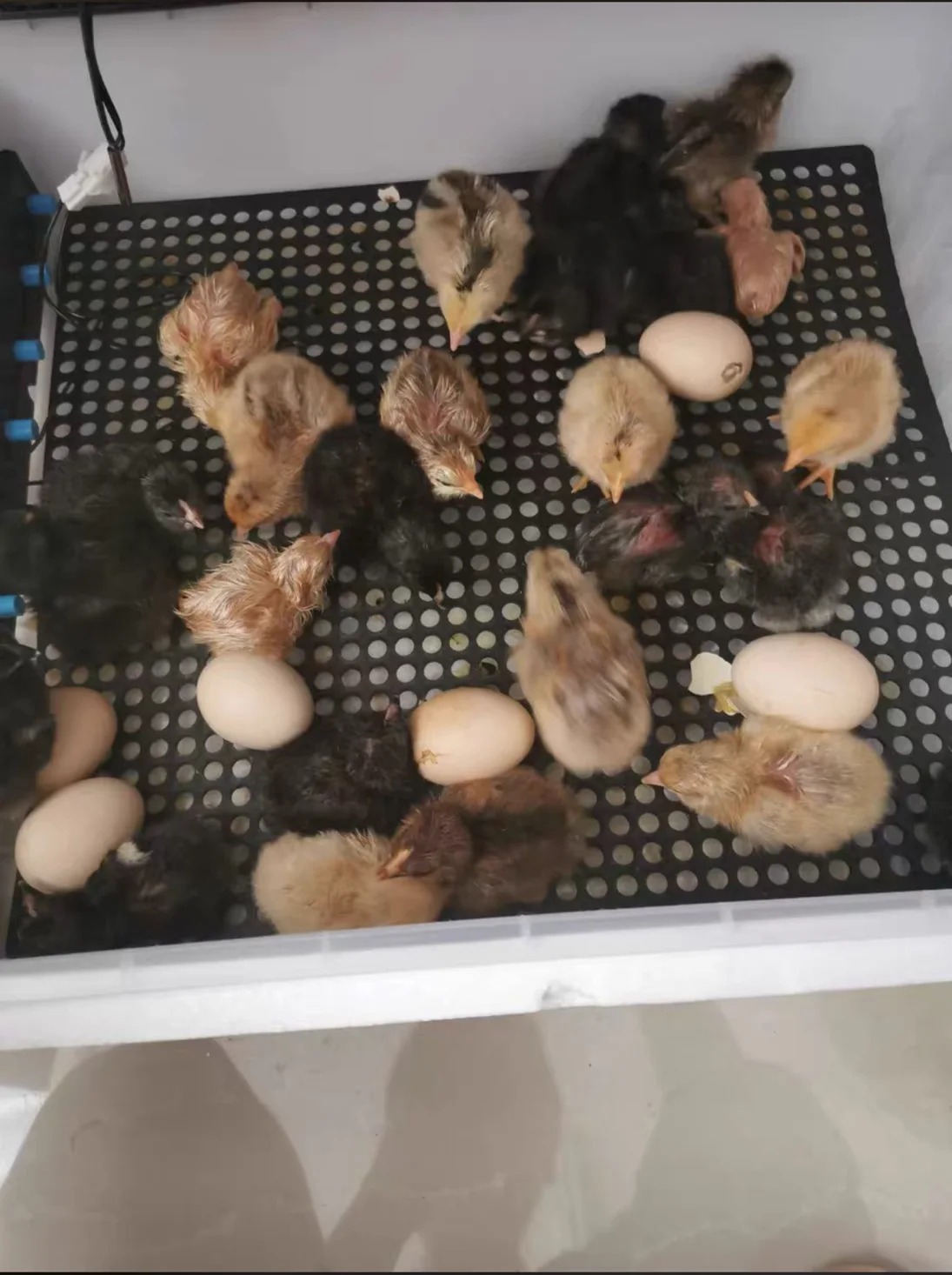 family use 24 eggs full automatic  mini incubator with roller egg tray