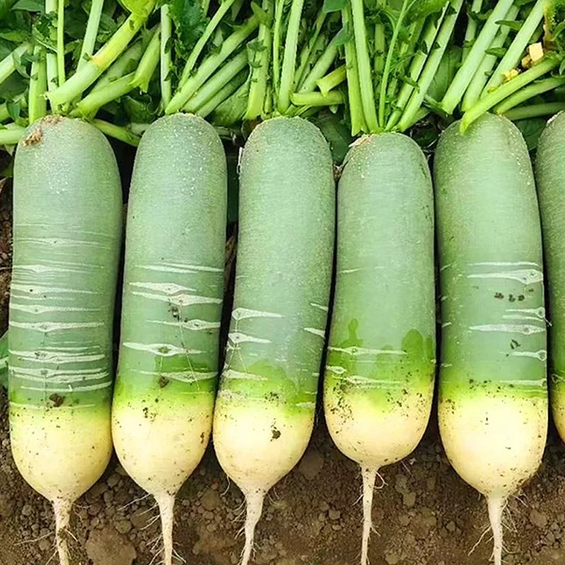 Прямая продажа с завода, зеленый редис, оптовая продажа, свежий зеленый редис, овощи хорошего качества