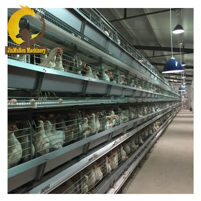 Jinmuren Factory Making H Type Chicken Farming Equipment with Automatic Feeders Drinkers for Laying Hens