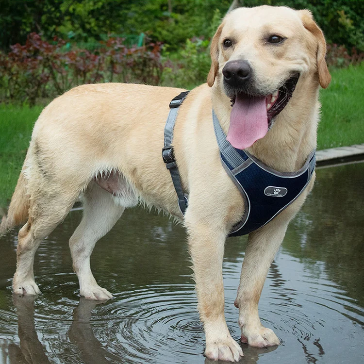 Factory Price Max Tension Customized Retractable Dog Leash Easy Walk Harness for 12 to 50 KG Pet automatic dog lead